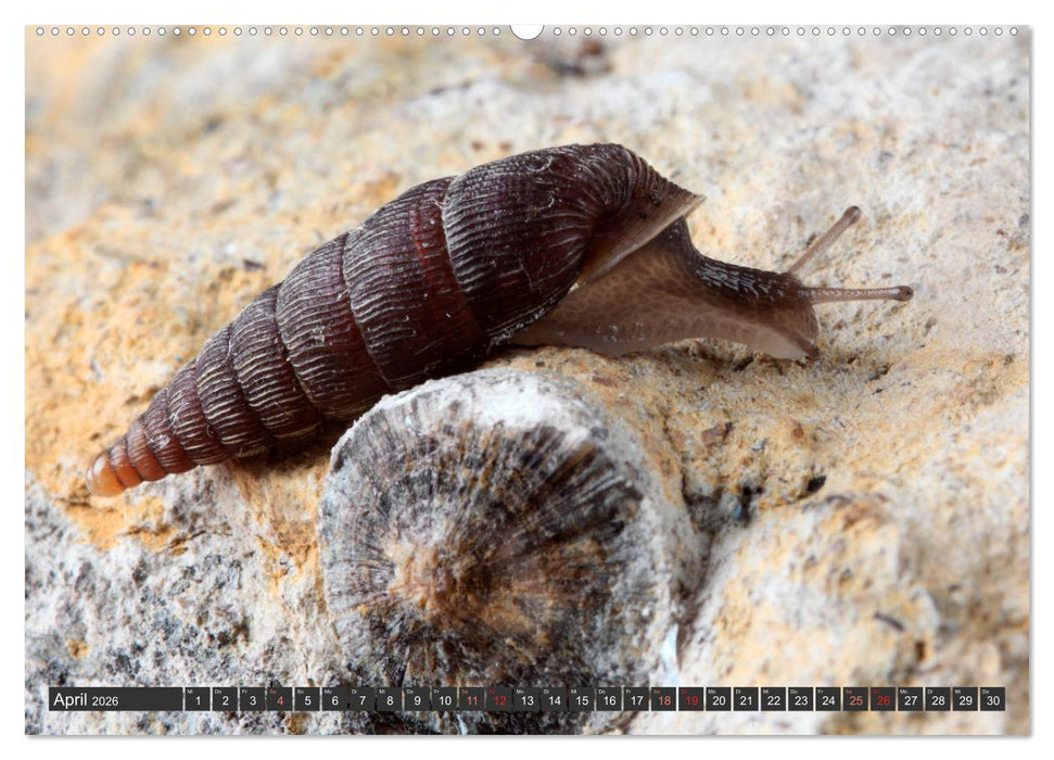 DIE SCHNECKEN EUROPAS (CALVENDO Wandkalender 2026)