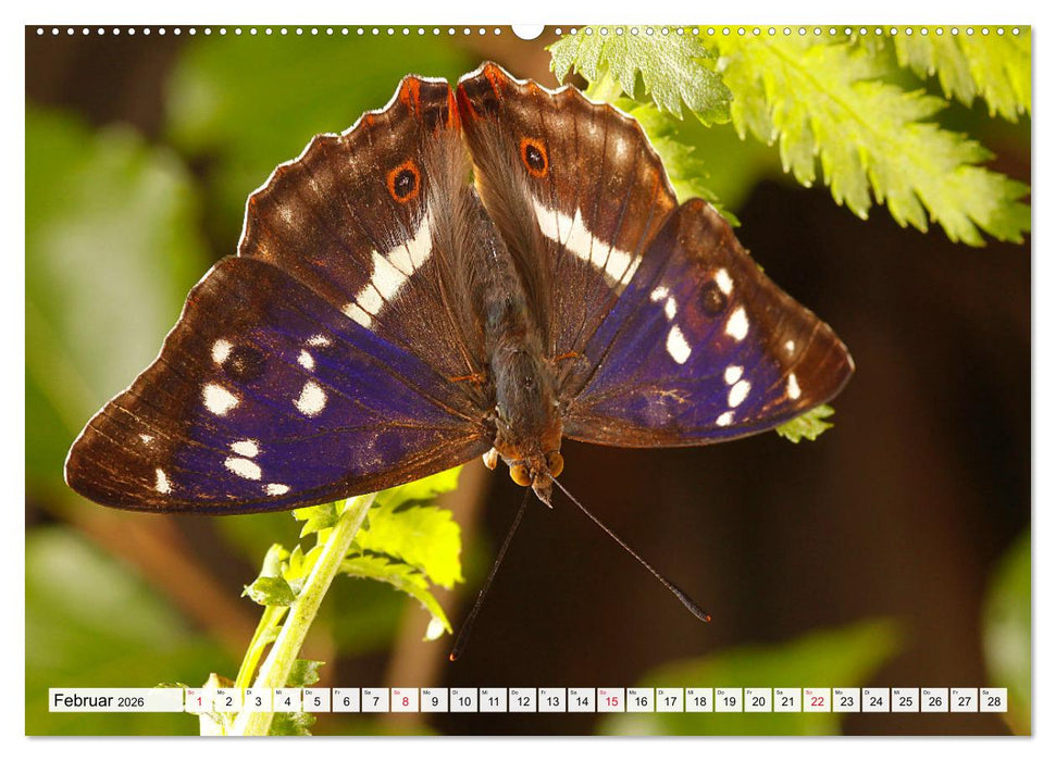 TANZ DER SCHMETTERLINGE (CALVENDO Wandkalender 2026)