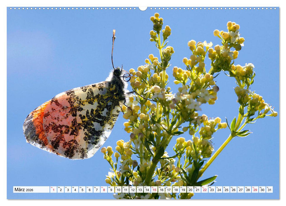 TANZ DER SCHMETTERLINGE (CALVENDO Wandkalender 2026)
