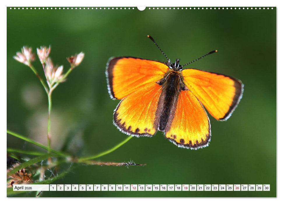 TANZ DER SCHMETTERLINGE (CALVENDO Wandkalender 2026)