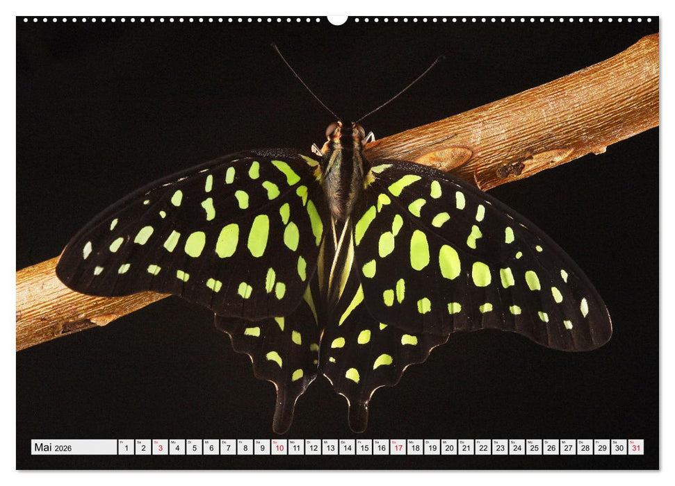 TANZ DER SCHMETTERLINGE (CALVENDO Wandkalender 2026)