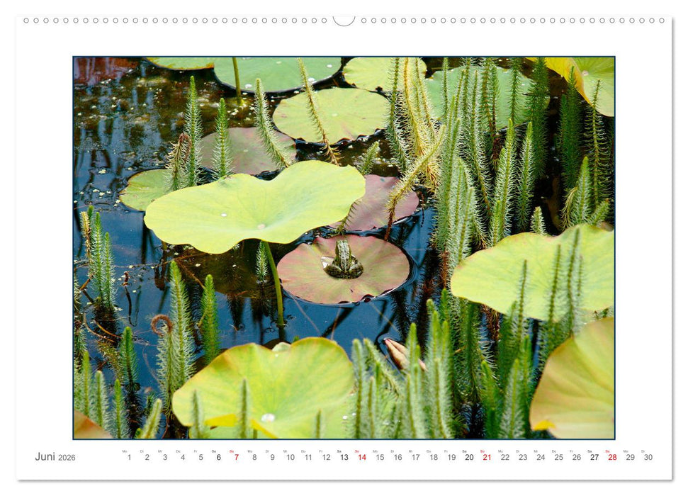 Sanfte Natur (CALVENDO Wandkalender 2026)