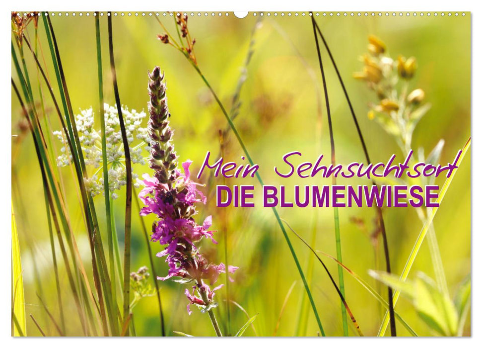 Mein Sehnsuchtsort, die Blumenwiese (CALVENDO Wandkalender 2026)