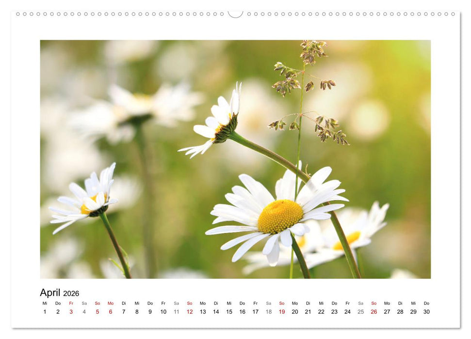 Mein Sehnsuchtsort, die Blumenwiese (CALVENDO Wandkalender 2026)