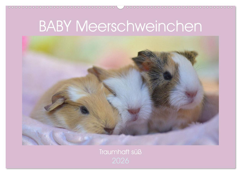BABY Meerschweinchen Traumhaft süß (CALVENDO Wandkalender 2026)