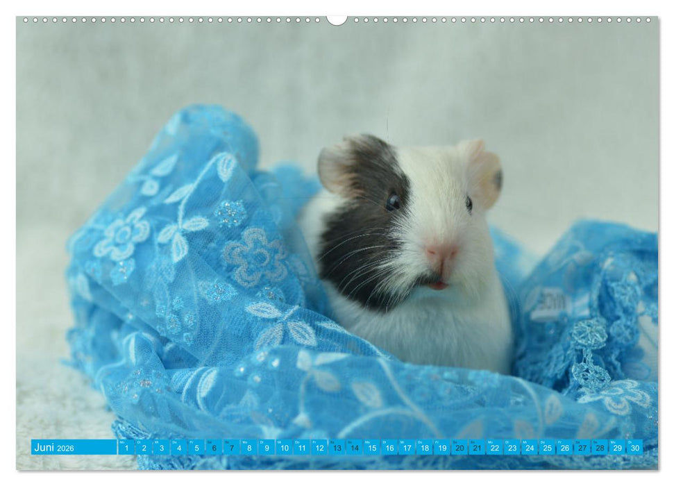 BABY Meerschweinchen Traumhaft süß (CALVENDO Wandkalender 2026)