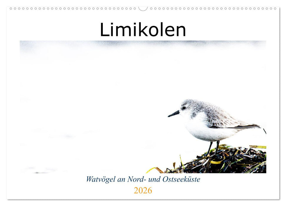 Limikolen - Watvögel an Nord- und Ostseeküste (CALVENDO Wandkalender 2026)