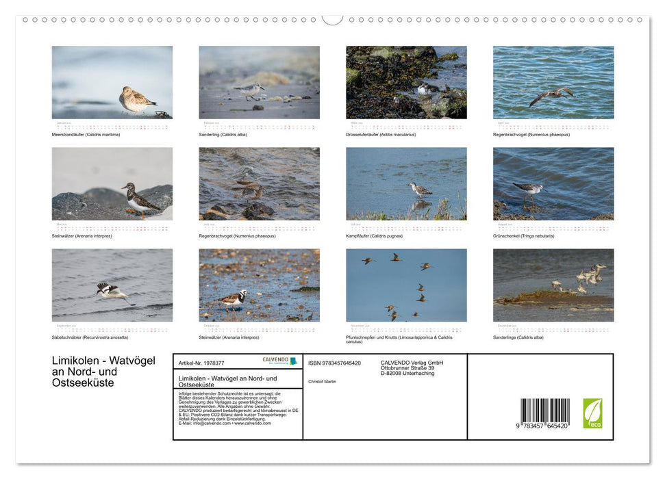Limikolen - Watvögel an Nord- und Ostseeküste (CALVENDO Wandkalender 2026)