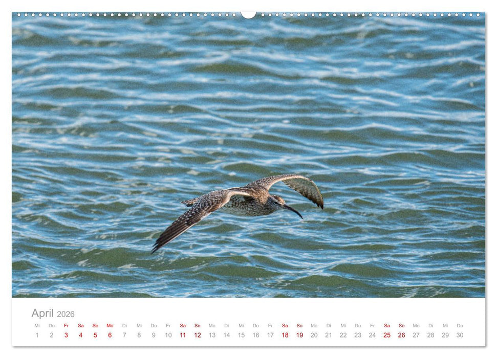 Limikolen - Watvögel an Nord- und Ostseeküste (CALVENDO Wandkalender 2026)