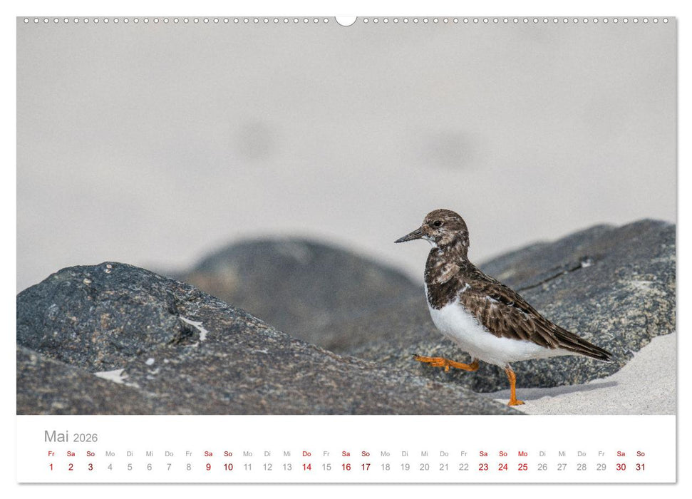 Limikolen - Watvögel an Nord- und Ostseeküste (CALVENDO Wandkalender 2026)