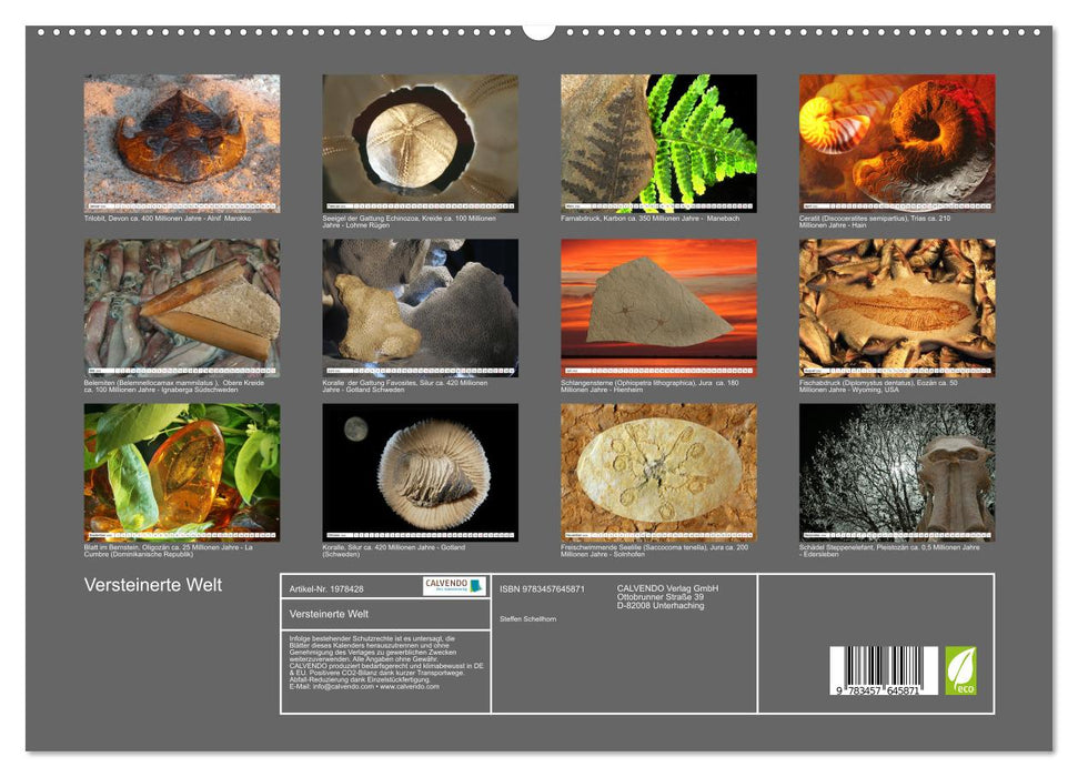 Versteinerte Welt (CALVENDO Wandkalender 2026)