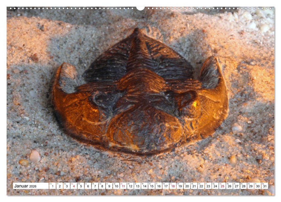 Versteinerte Welt (CALVENDO Wandkalender 2026)