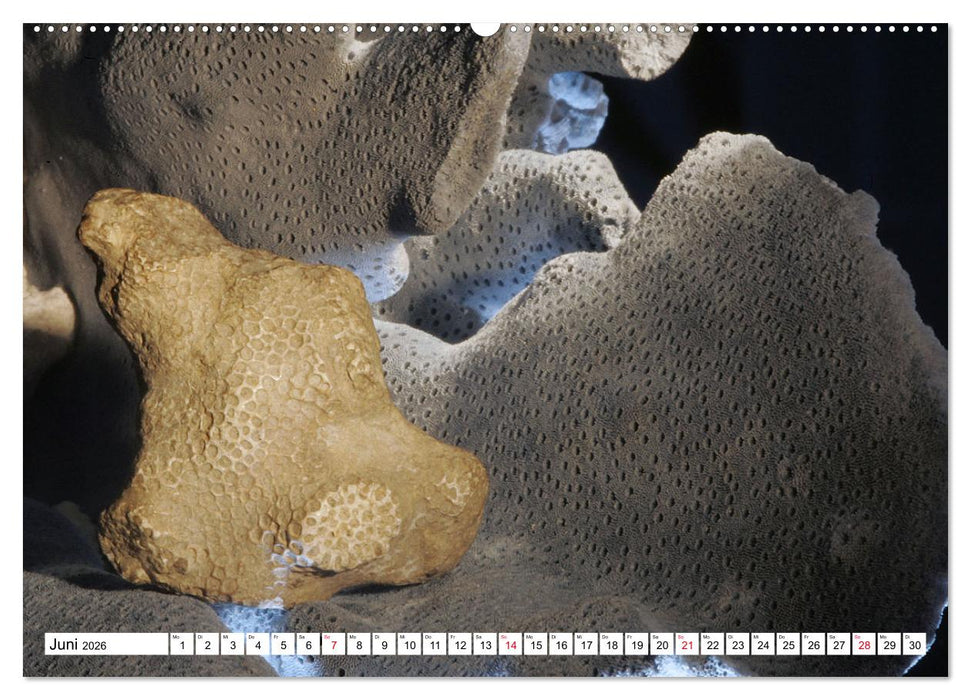 Versteinerte Welt (CALVENDO Wandkalender 2026)
