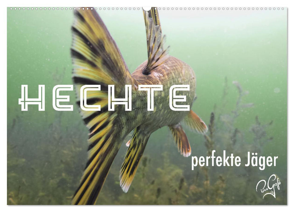 Hechte - perfekte Jäger (CALVENDO Wandkalender 2026)