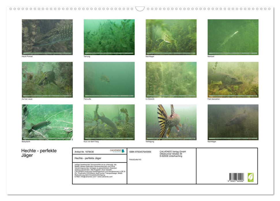 Hechte - perfekte Jäger (CALVENDO Wandkalender 2026)