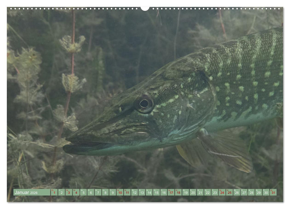 Hechte - perfekte Jäger (CALVENDO Wandkalender 2026)