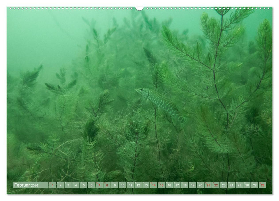 Hechte - perfekte Jäger (CALVENDO Wandkalender 2026)