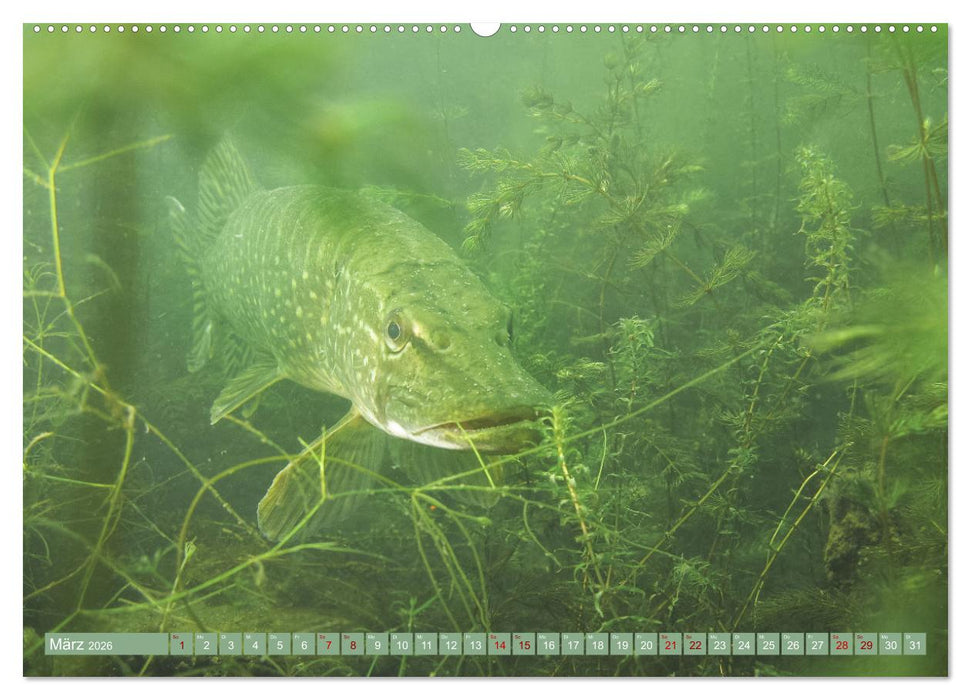 Hechte - perfekte Jäger (CALVENDO Wandkalender 2026)