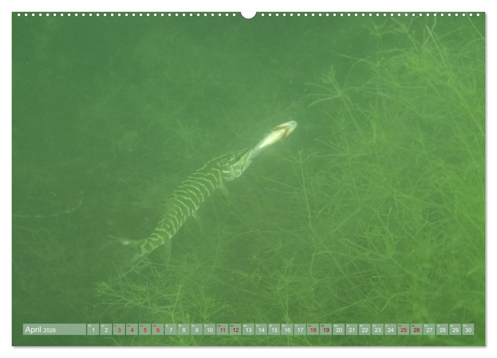 Hechte - perfekte Jäger (CALVENDO Wandkalender 2026)