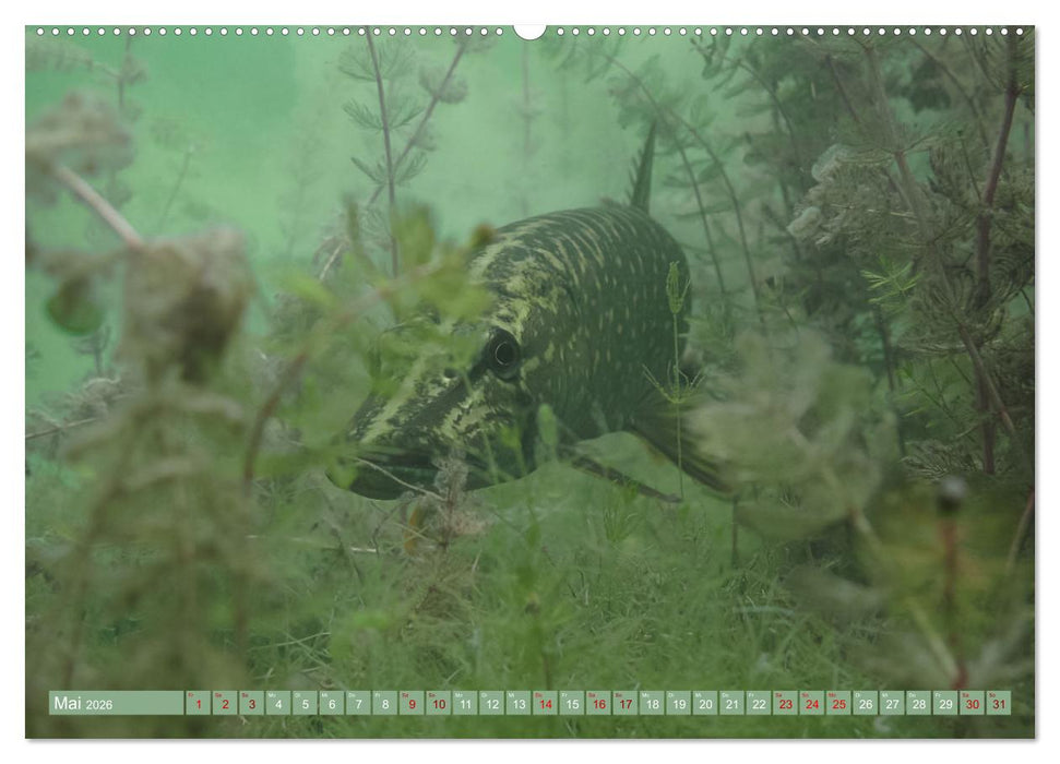 Hechte - perfekte Jäger (CALVENDO Wandkalender 2026)