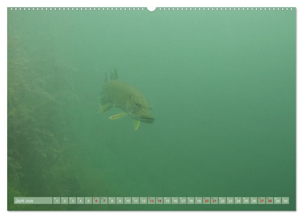 Hechte - perfekte Jäger (CALVENDO Wandkalender 2026)