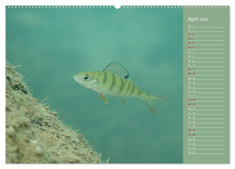 Baggersee -hautah (CALVENDO Wandkalender 2026)