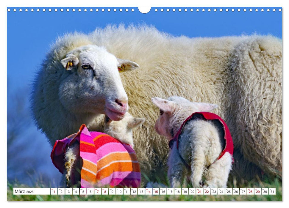 Wildes Wendland (CALVENDO Wandkalender 2026)