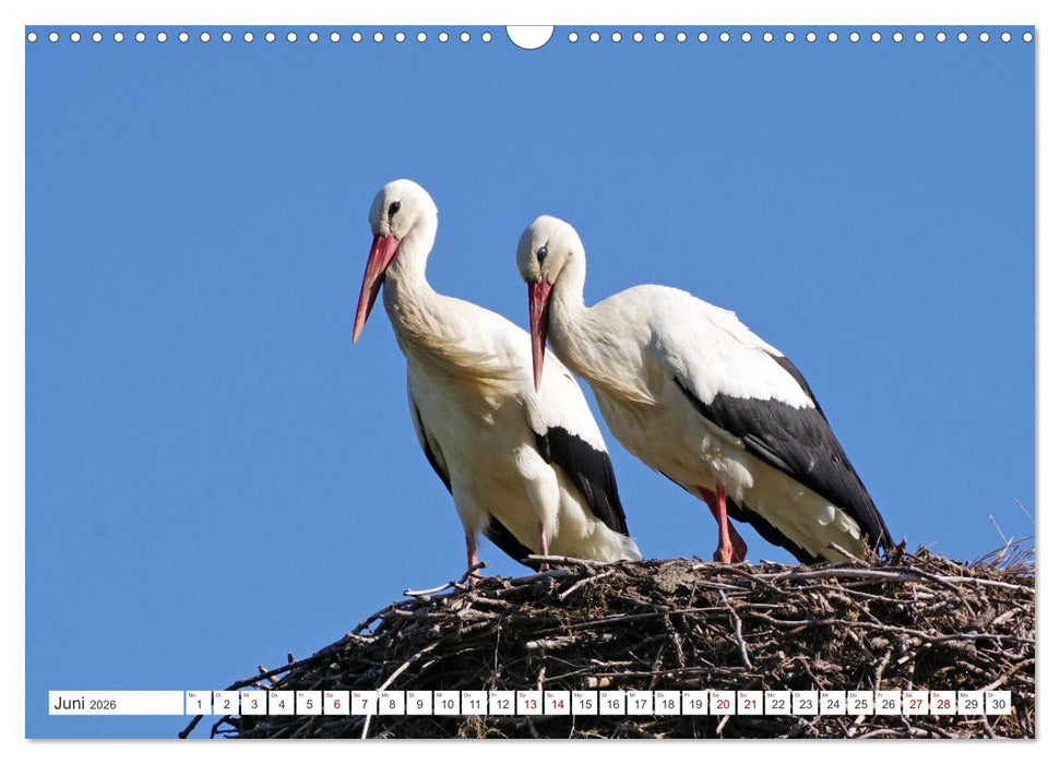 Wildes Wendland (CALVENDO Wandkalender 2026)