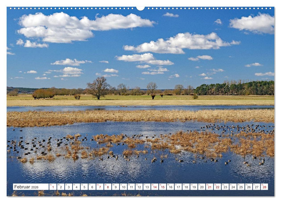 Wildes Wendland (CALVENDO Wandkalender 2026)