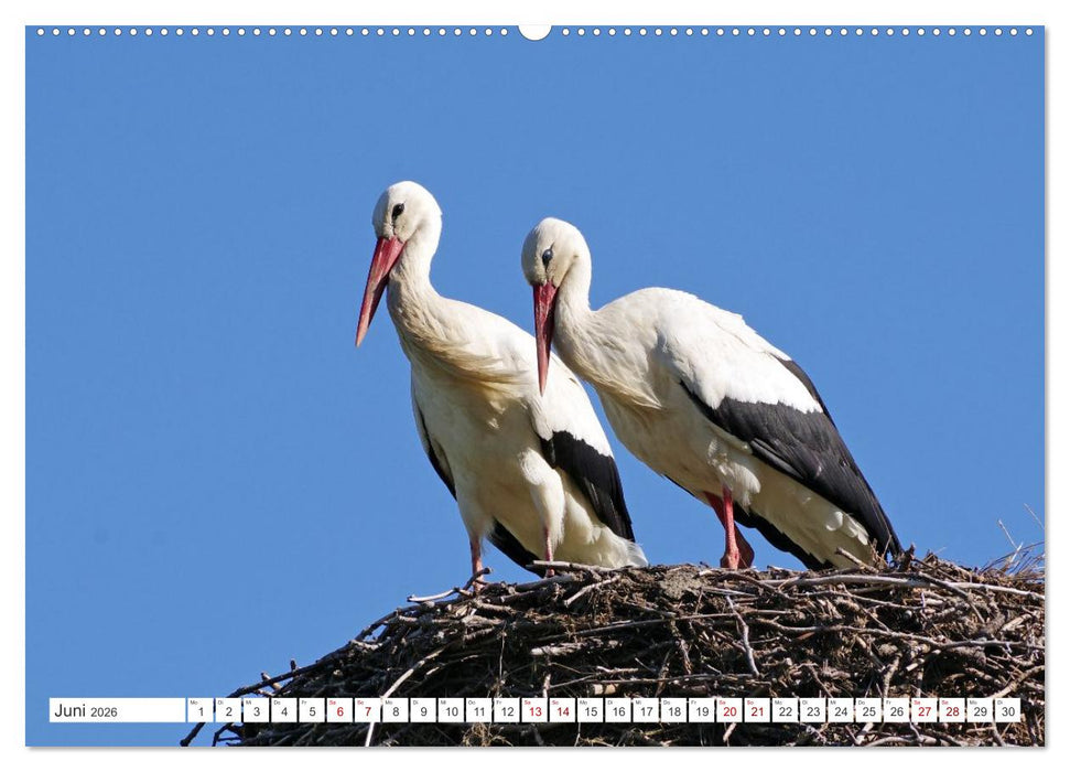 Wildes Wendland (CALVENDO Wandkalender 2026)