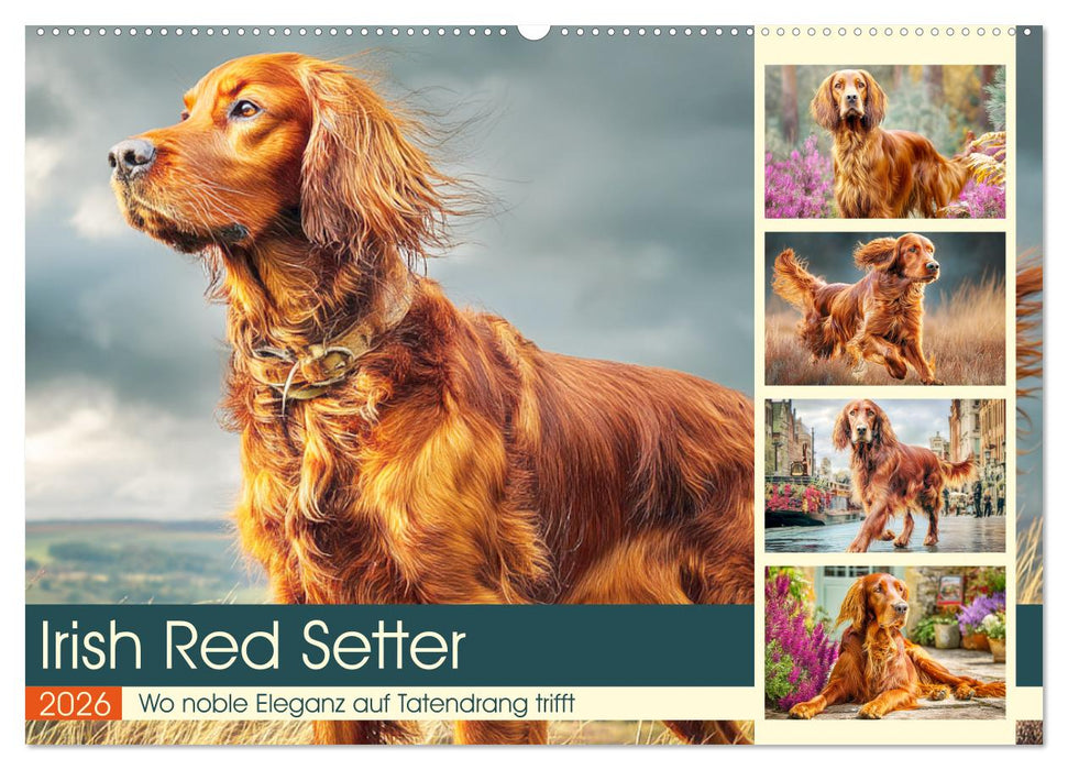 Irish Red Setter. Wo noble Eleganz auf Tatendrang trifft (CALVENDO Wandkalender 2026)