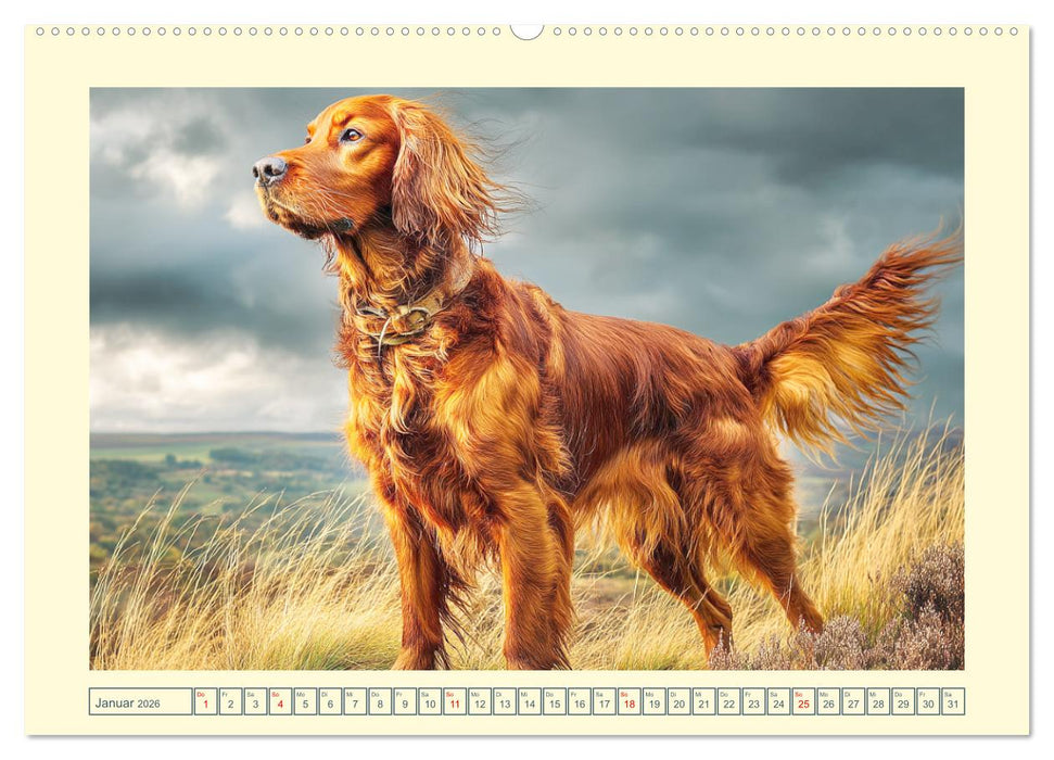 Irish Red Setter. Wo noble Eleganz auf Tatendrang trifft (CALVENDO Wandkalender 2026)