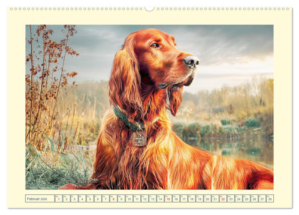 Irish Red Setter. Wo noble Eleganz auf Tatendrang trifft (CALVENDO Wandkalender 2026)