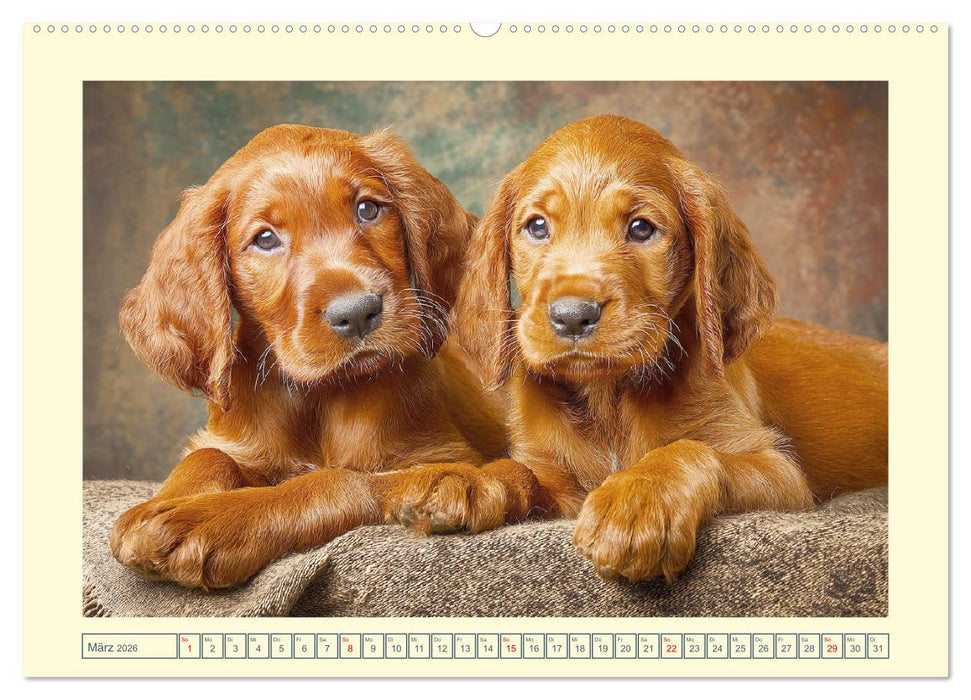 Irish Red Setter. Wo noble Eleganz auf Tatendrang trifft (CALVENDO Wandkalender 2026)