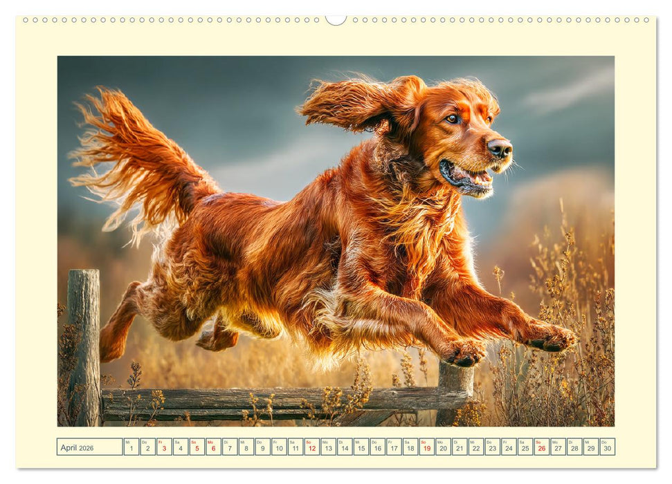 Irish Red Setter. Wo noble Eleganz auf Tatendrang trifft (CALVENDO Wandkalender 2026)