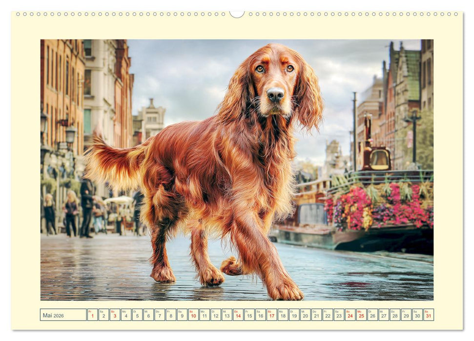 Irish Red Setter. Wo noble Eleganz auf Tatendrang trifft (CALVENDO Wandkalender 2026)