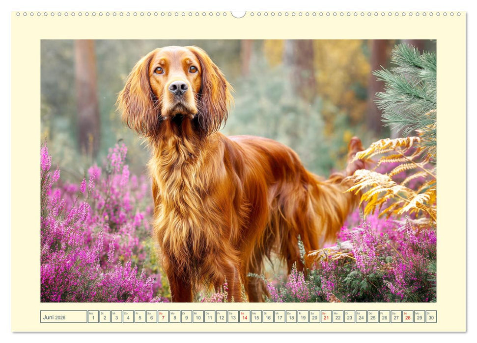 Irish Red Setter. Wo noble Eleganz auf Tatendrang trifft (CALVENDO Wandkalender 2026)