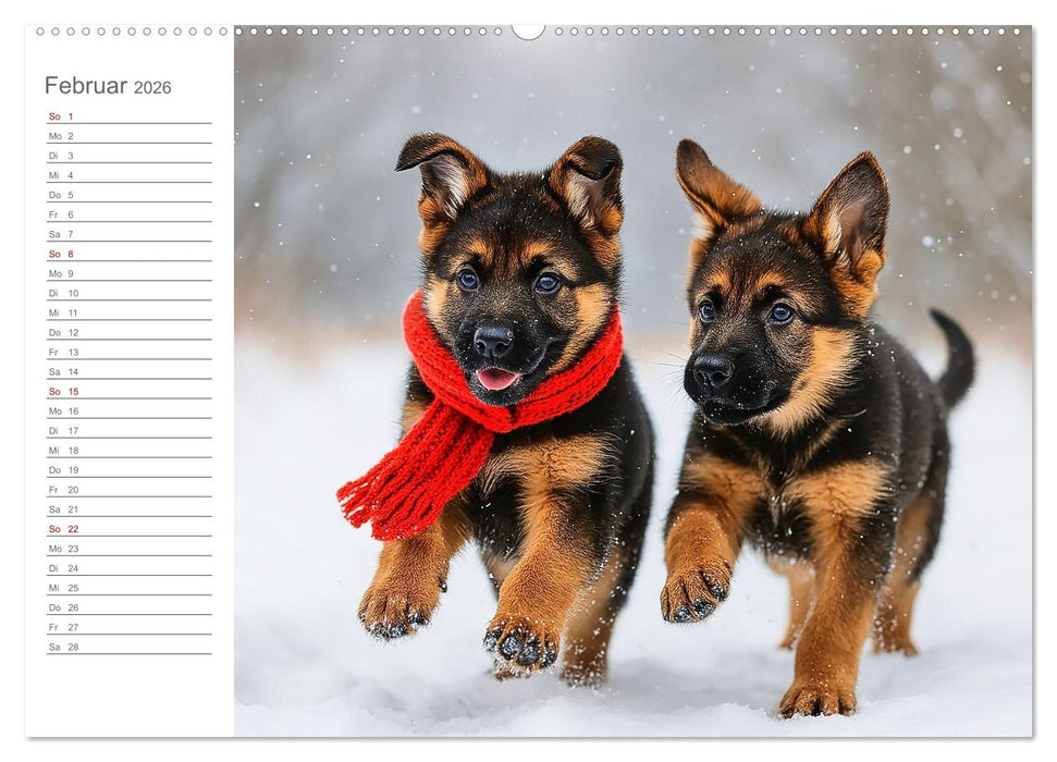 Schäferhundliebe - Deine tägliche Dosis Welpenfreude – ganz ohne Gassi. (CALVENDO Premium Wandkalender 2026)