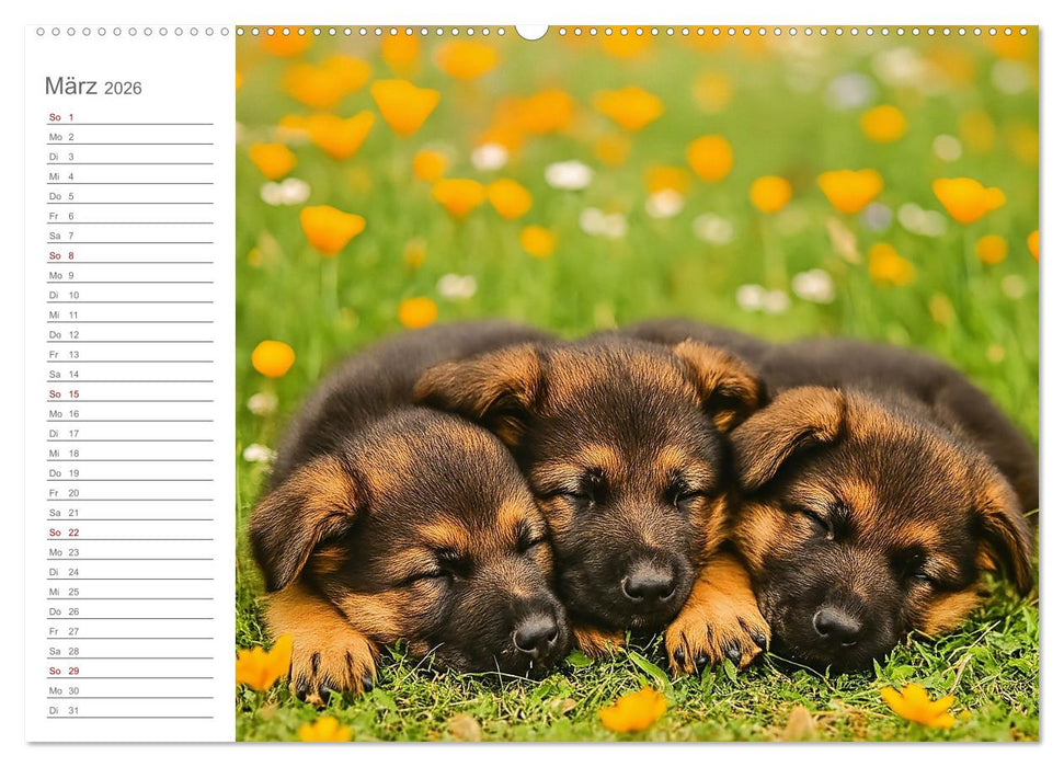 Schäferhundliebe - Deine tägliche Dosis Welpenfreude – ganz ohne Gassi. (CALVENDO Premium Wandkalender 2026)