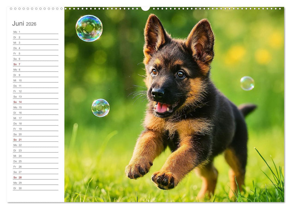 Schäferhundliebe - Deine tägliche Dosis Welpenfreude – ganz ohne Gassi. (CALVENDO Premium Wandkalender 2026)