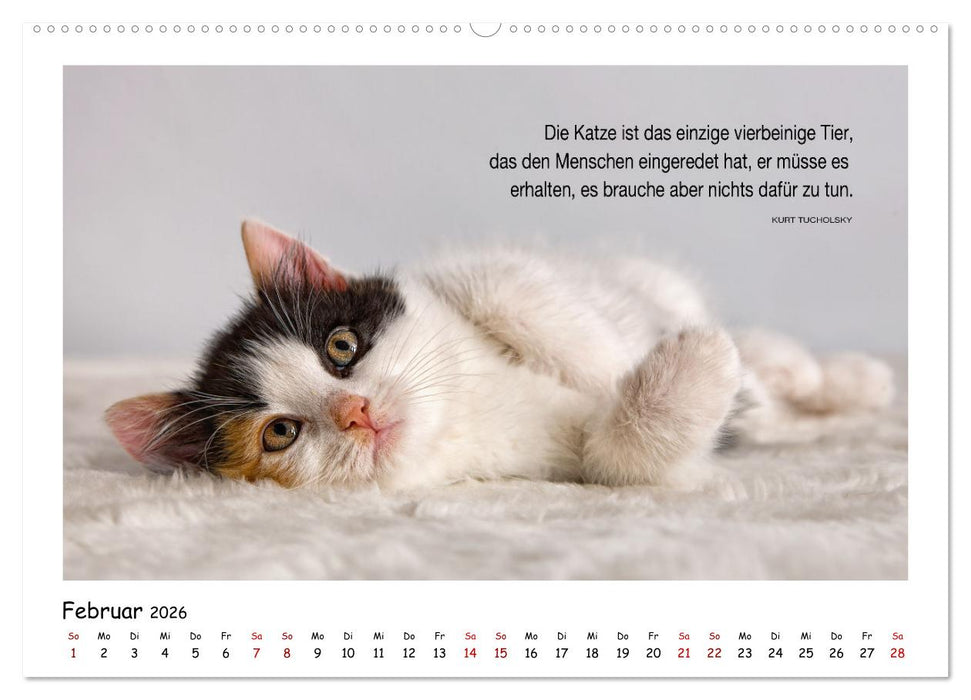 Kätzchen-Kalender mit Sprüchen (CALVENDO Wandkalender 2026)