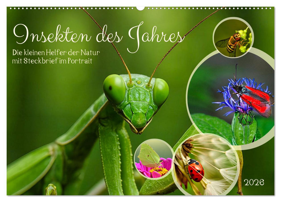 Insekt des Jahres (CALVENDO Wandkalender 2026)