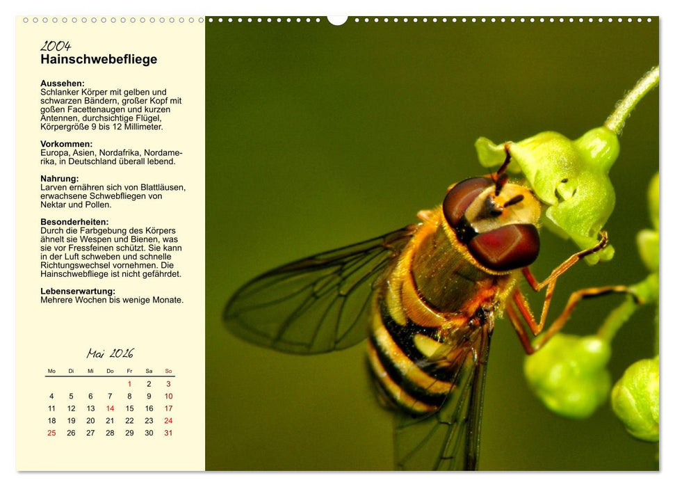Insekt des Jahres (CALVENDO Wandkalender 2026)