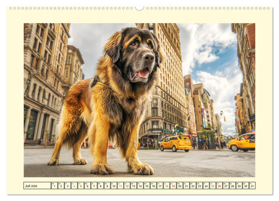 Der Leonberger. Majestätische Löwenhunde im Licht der Natur (CALVENDO Premium Wandkalender 2026)