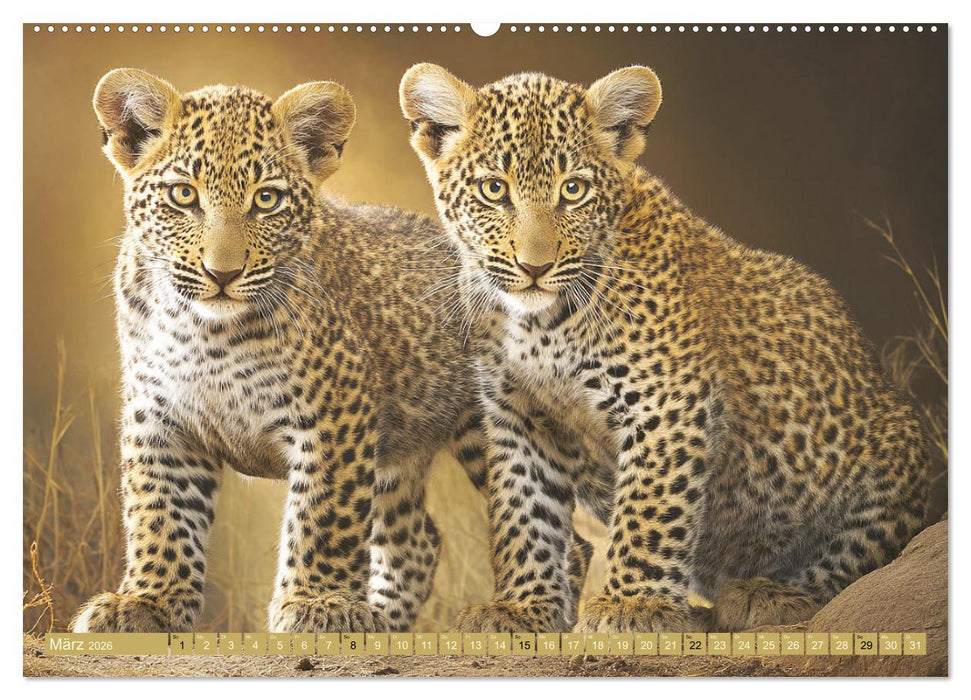Leoparden. Meister der Jagd im seidigen Fleckenfell (CALVENDO Wandkalender 2026)