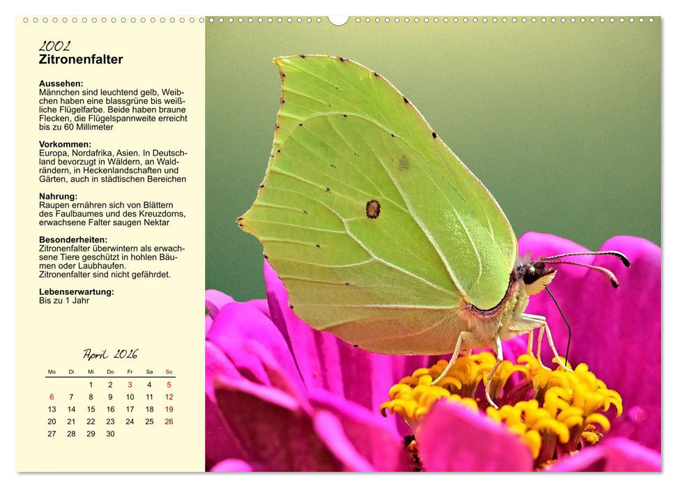 Insekt des Jahres (CALVENDO Premium Wandkalender 2026)