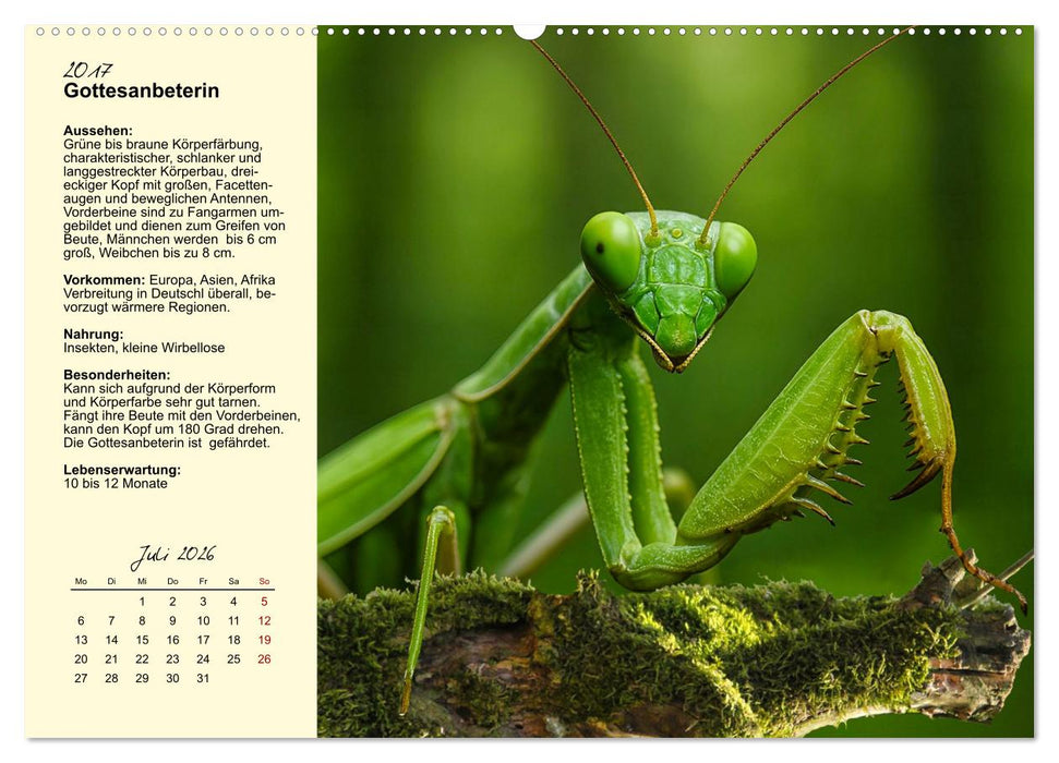 Insekt des Jahres (CALVENDO Premium Wandkalender 2026)