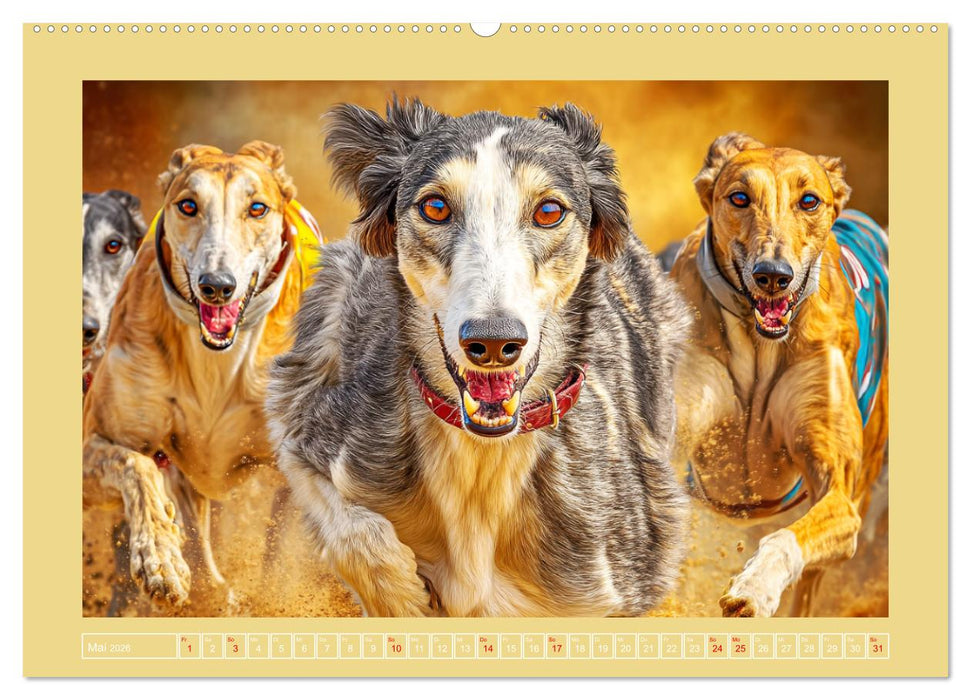 Windhunde. Seelenflüsterer zwischen Anmut, Tempo und Stille (CALVENDO Premium Wandkalender 2026)