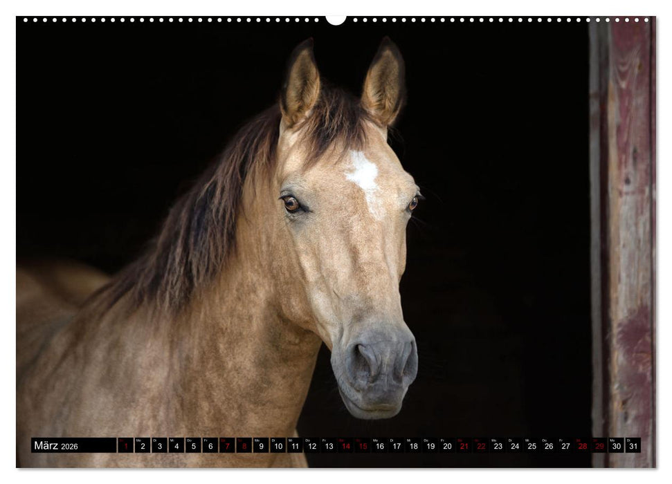 Faszination Westernpferde (CALVENDO Premium Wandkalender 2026)
