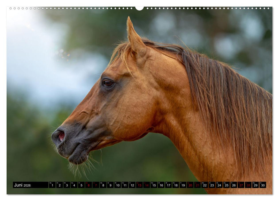 Faszination Westernpferde (CALVENDO Premium Wandkalender 2026)